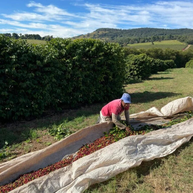 Quarter Horse Coffee