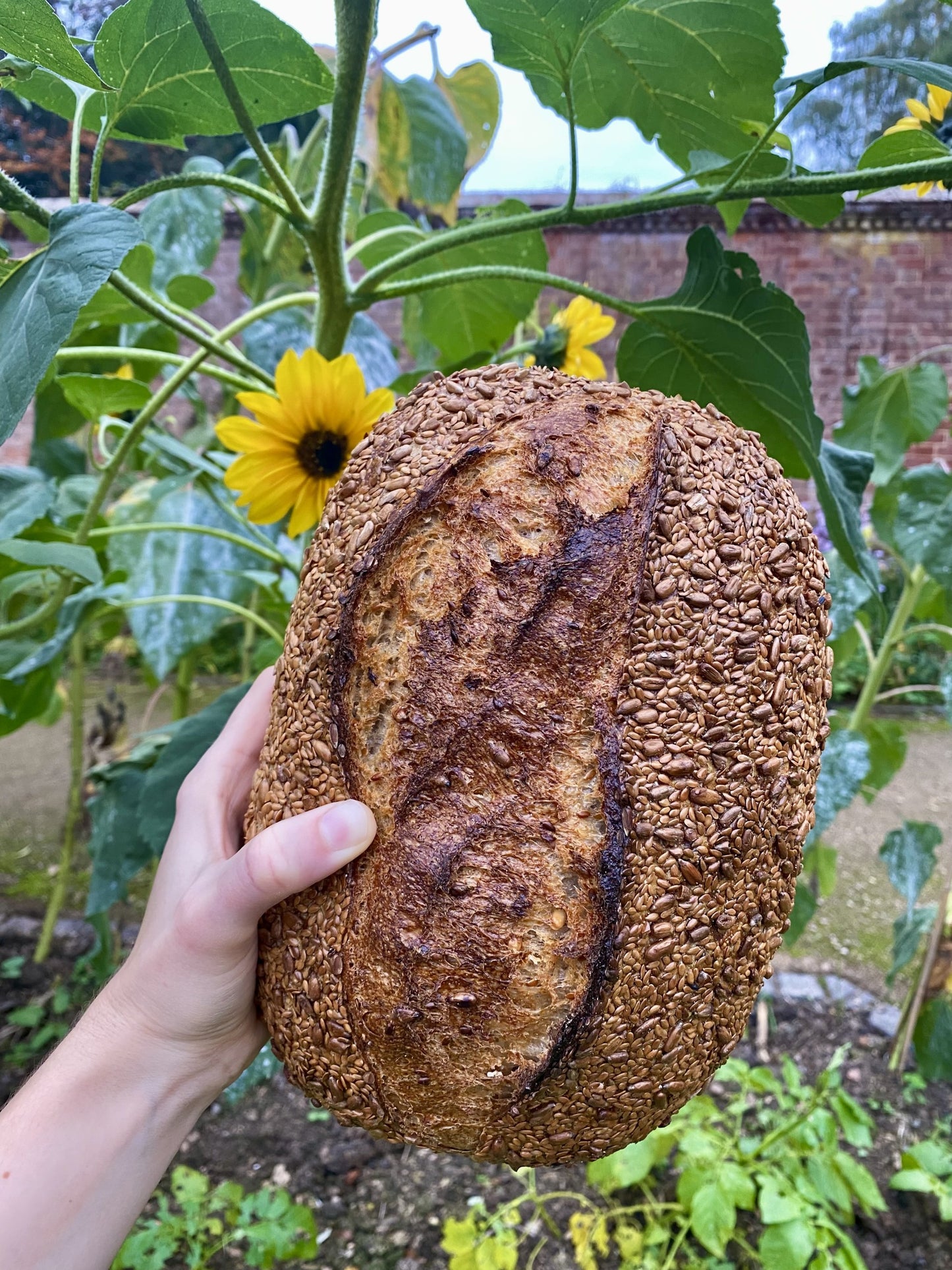 Sunflower and Linseed Sourdough